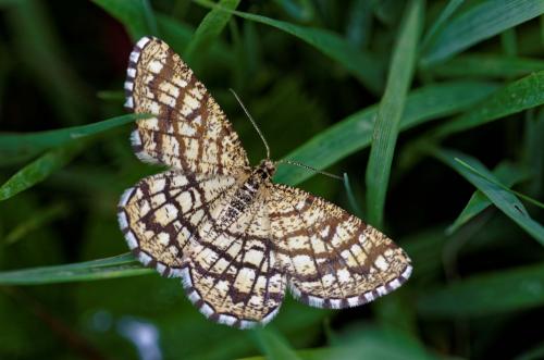 Chiasmia clathrata