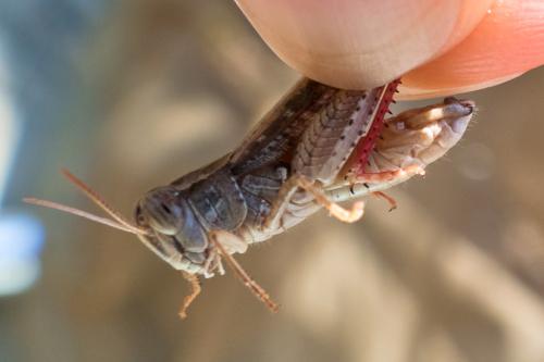 Calliptamus barbarus barbarus