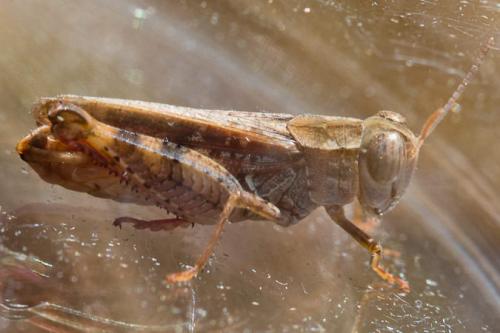Calliptamus barbarus barbarus