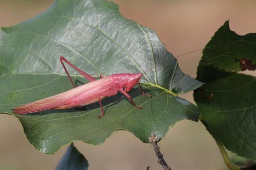 Réf. 169 923 : Ruspolia nitidula