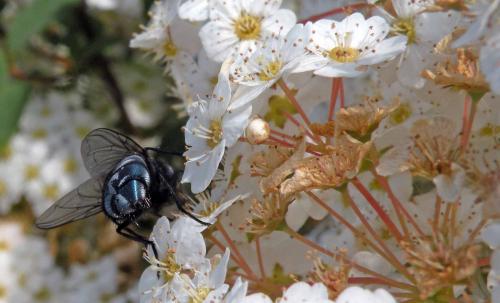Calliphora vicina