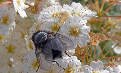 Calliphora vicina