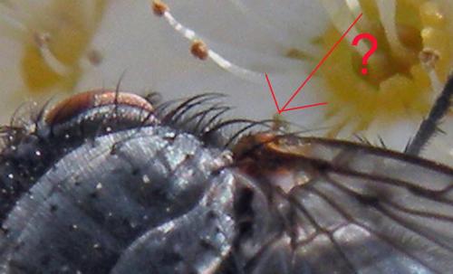 Calliphora vicina