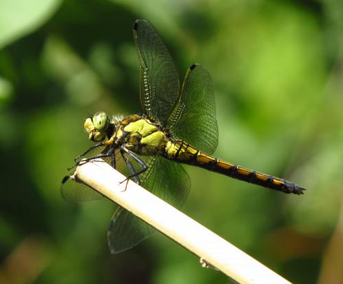 Orthetrum cancellatum