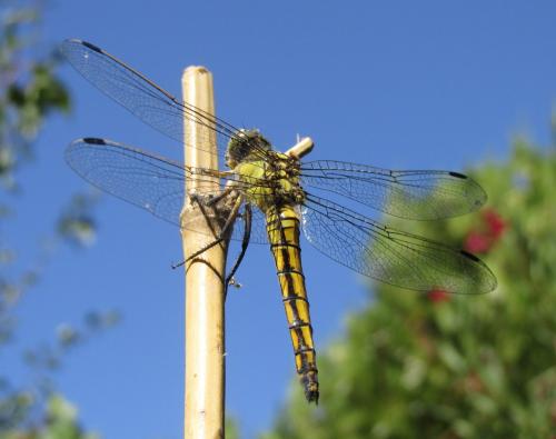 Orthetrum cancellatum