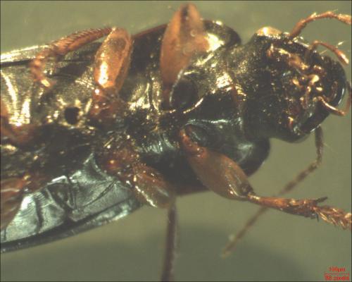 Harpalus sp.