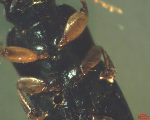 Harpalus sp.