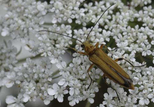 Oedemera podagrariae