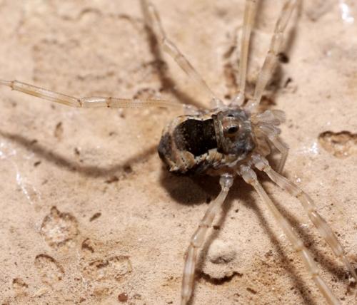 Dasylobus sp.