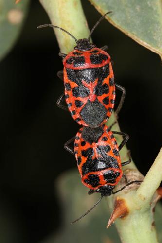 Eurydema spectabilis