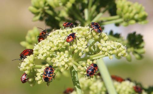 Eurydema spectabilis