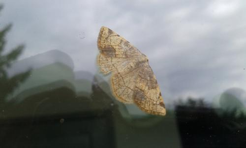Réf. 169 840 : Stegania trimaculata