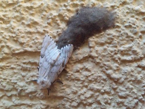 Lymantria dispar