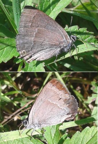 Réf. 169 180 : Favonius quercus