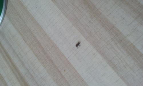 Sitophilus sp.