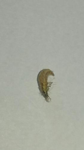 Chrysoperla sp.