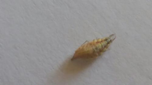Chrysoperla sp.