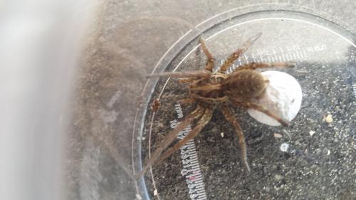 Hogna radiata