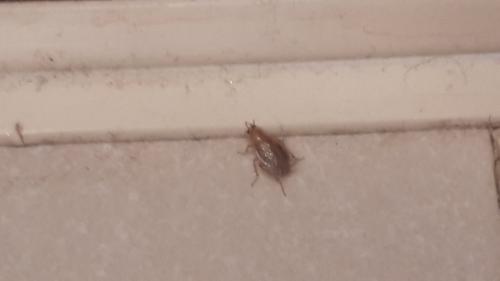 Ectobius sp.