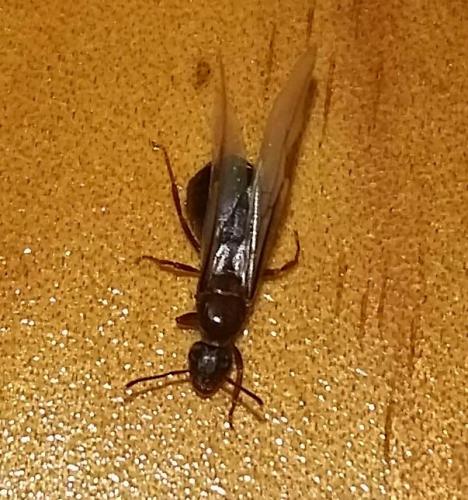 Réf. 169 812 : Lasius sp.