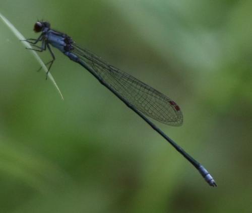 Pseudagrion pruinosum