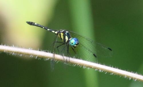 Tetrathemis platyptera