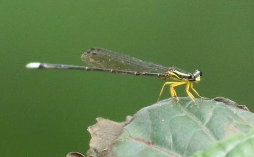 Copera marginipes