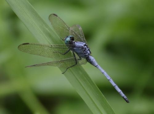 Orthetrum luzonicum