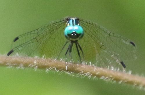 Tetrathemis platyptera