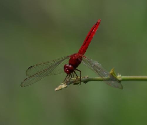 Crocothemis servilia