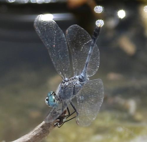 Diplacodes trivialis