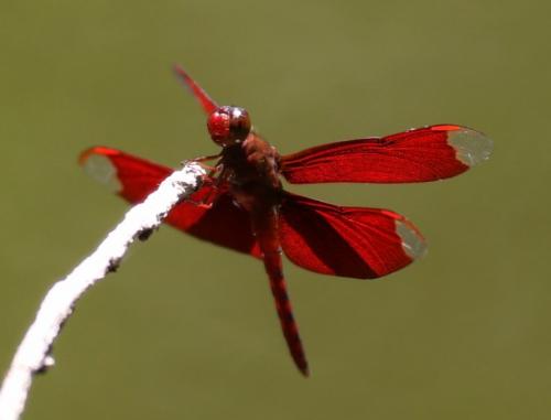 Réf. 169 823 : Neurothemis fulvia