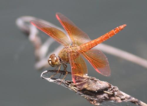 Réf. 169 824 : Brachythemis contaminata