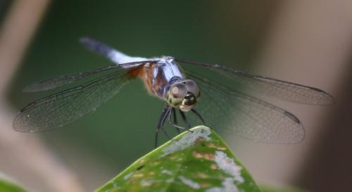 Brachydiplax chalybea