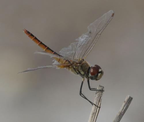 Macrodiplax cora