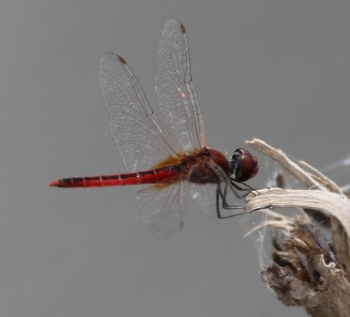 Macrodiplax cora