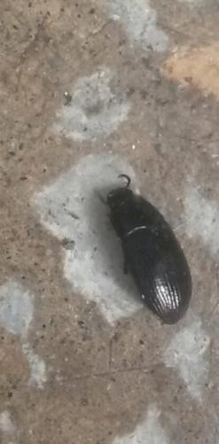 Alphitobius diaperinus