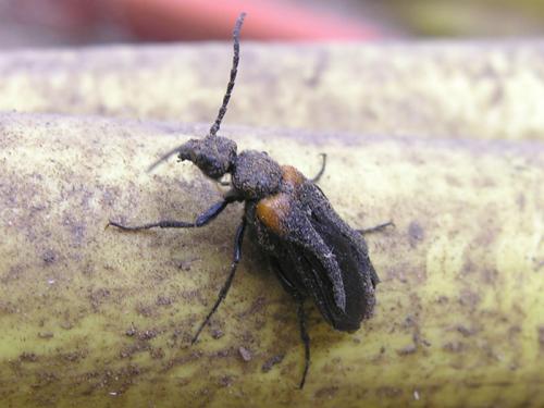 Réf. 169 616 : Sitaris muralis
