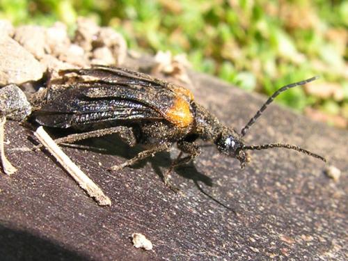 Réf. 169 618 : Sitaris muralis