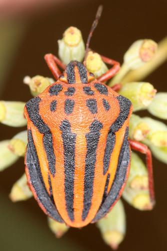 Réf. 169 966 : Graphosoma sp.