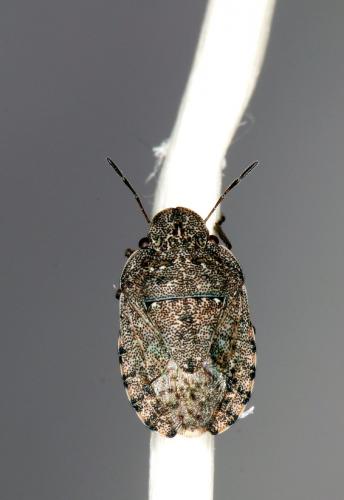 Sciocoris sp.