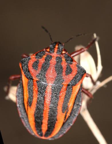 Réf. 169 967 : Graphosoma sp.