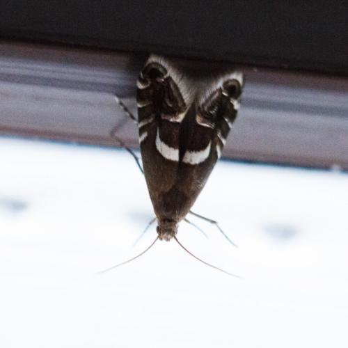 Réf. 169 864 : Glyphipterix sp.