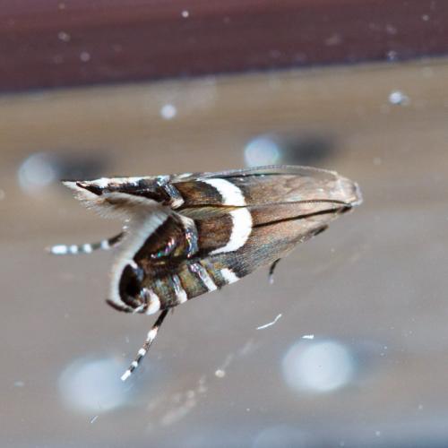 Réf. 169 862 : Glyphipterix sp.