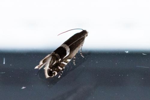 Glyphipterix sp.