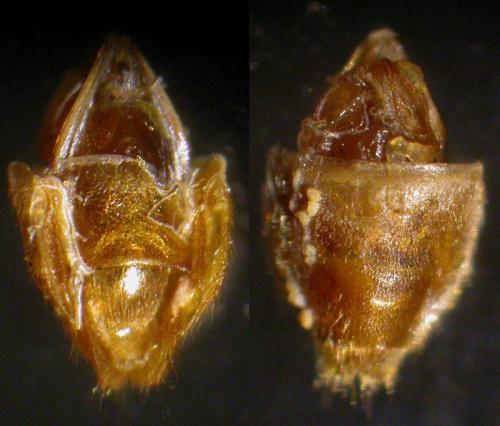 Cantharis rufa