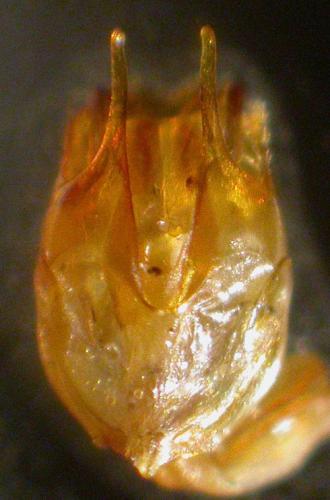 Cantharis rufa