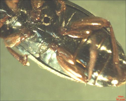 Harpalus sp.