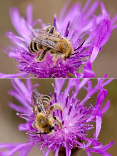 Dasypoda hirtipes