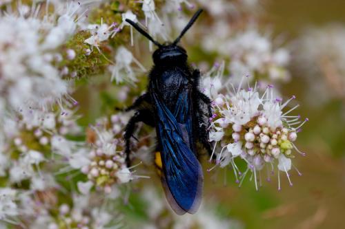Scolia hirta